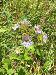 Phacelia bolanderi