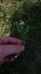 Comandra umbellata pallida