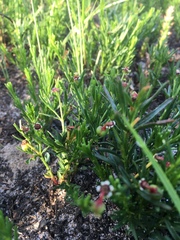 Euphorbia polyphylla