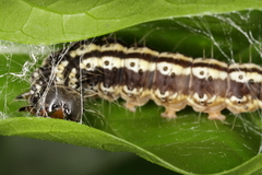Lepidoptera