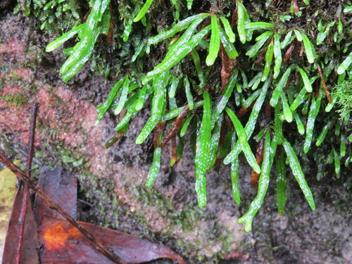 Image of Grammitis stenophylla by (c) ian_mcallan, some rights reserved (CC BY)