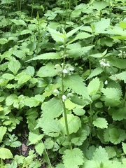 Lamium album
