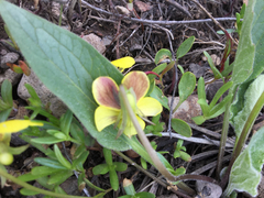 Viola praemorsa linguifolia