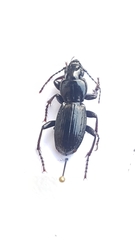 Tanythrix edura