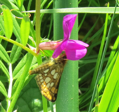 Carterocephalus skada