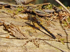Leucorrhinia rubicunda