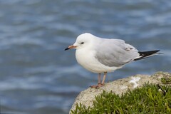 Black-Billed Gull photo 2