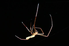 Tetragnathidae