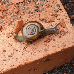 Macrochlamys hippocastaneum