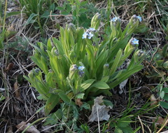 Myosotis imitata