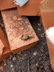 Macrochlamys hippocastaneum