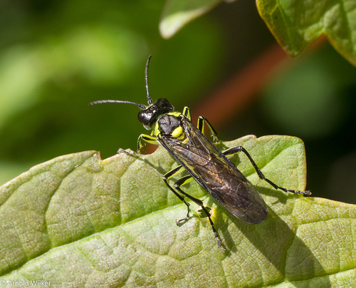 Common Green-Tenthredo