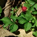 蛇莓 - Photo 由 Michael J. Papay 所上傳的 (c) Michael J. Papay，保留部份權利CC BY
