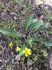 Viola praemorsa linguifolia