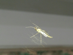 Diptera