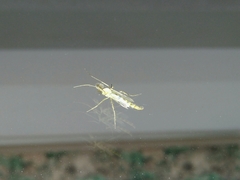 Diptera