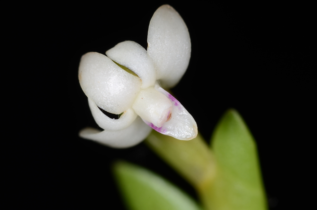 Dendrobium pseudoaloifolium J.J.Wood