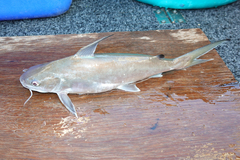 Roundsnout Sea Catfish photo 1