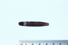 Phyllacanthus imperialis