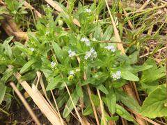 Myosotis laxa