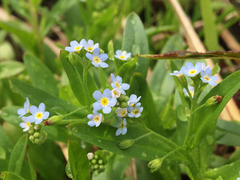 Myosotis laxa