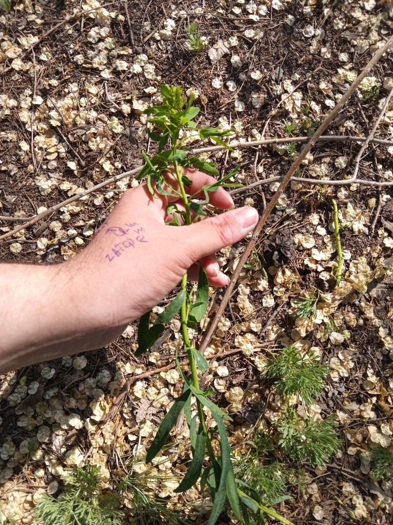 Slender Leafy Spurge from Актобе, Казахстан on May 17, 2024 at 04:43 PM ...