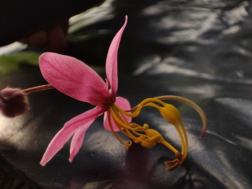 Cassia javanica