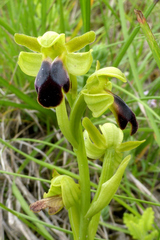 Ophrys fusca funerea