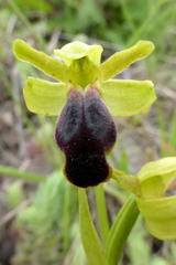 Ophrys fusca funerea
