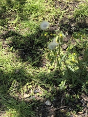 Senecio vulgaris