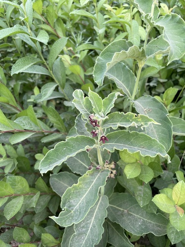 Black-end swallow-wort (Vincetoxicum atratum)