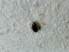 Loboptera decipiens
