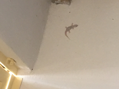 Phyllodactylus unctus