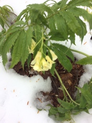 Cardamine enneaphyllos