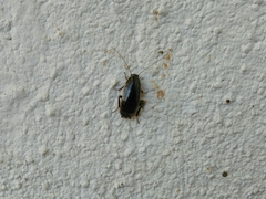 Loboptera decipiens