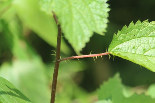 Image of Girardinia diversifolia by no rights reserved