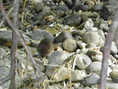 Microtus montanus