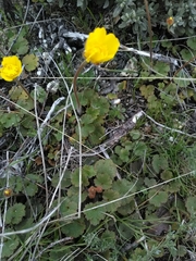 Ranunculus nigrescens