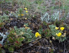 Potentilla acaulis