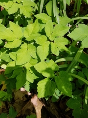 Aegopodium