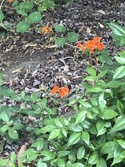 Tropaeolum majus
