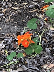 Tropaeolum majus