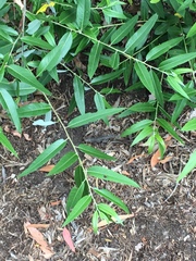 Sceloporus occidentalis