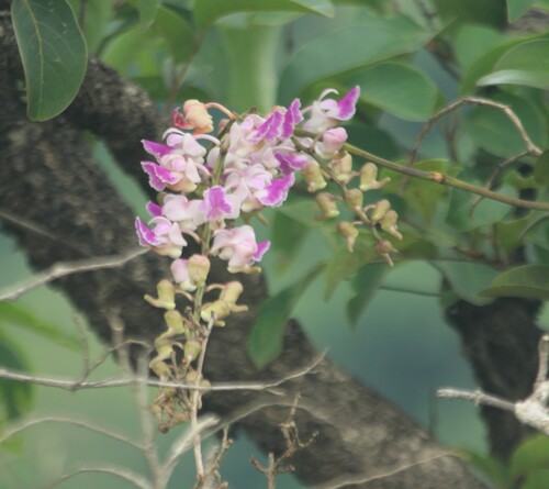 Image of Curled Aerides (Aerides crispa) by no rights reserved