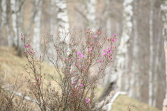 Rhododendron ledebourii