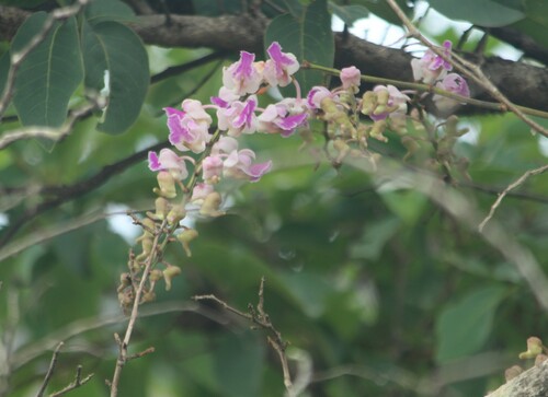 Image of Aerides crispa by no rights reserved