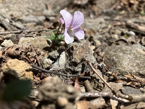 Viola eizanensis iNat (3)