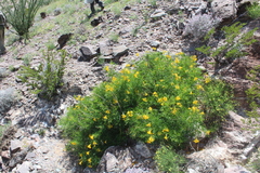 Tecoma stans angustata