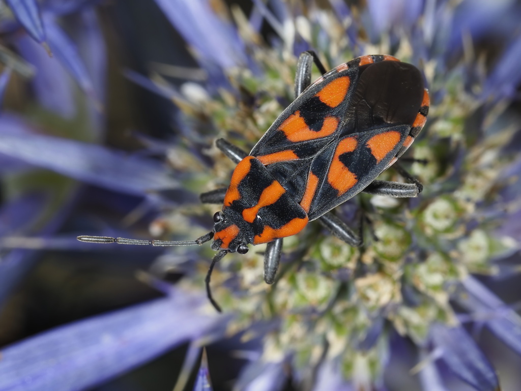 Spilostethus saxatilis