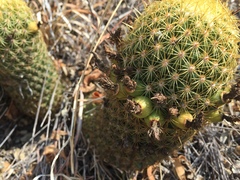 Coryphantha erecta